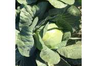Висконт F1 - капуста цветная, 2 500 семян, Clause Франция фото, цена